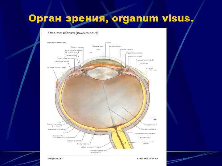 Анатомия органа зрения офтальмология презентация