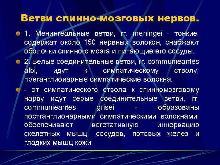 Ветви спинно-мозговых нервов. 1. Менингеальные ветви, гг. meningei - тонкие, содержат около 150 нервных
