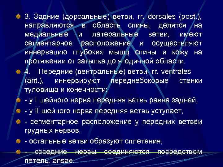3. Задние (дорсальные) ветви, rr. dorsales (post. ), направляются в область спины, делятся на