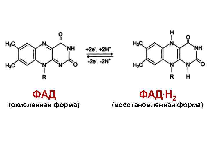 ФАД (окисленная форма) ФАД. Н 2 (восстановленная форма) 