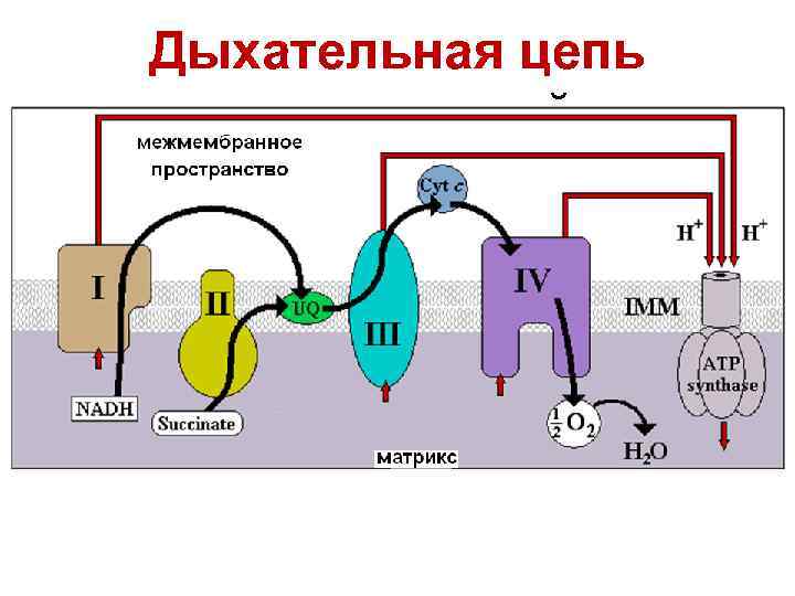 Дыхательная цепь митохондрий 