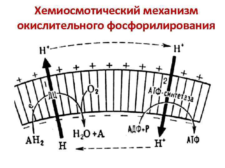 Хемиосмотический механизм окислительного фосфорилирования 