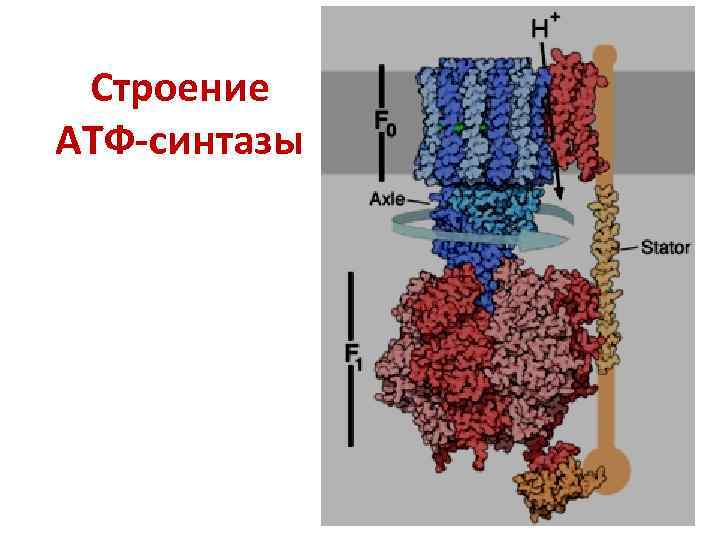 Строение АТФ-синтазы 