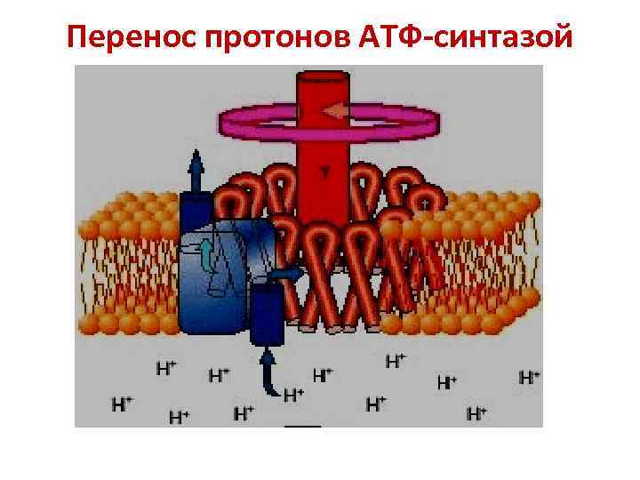 Перенос протонов АТФ-синтазой 