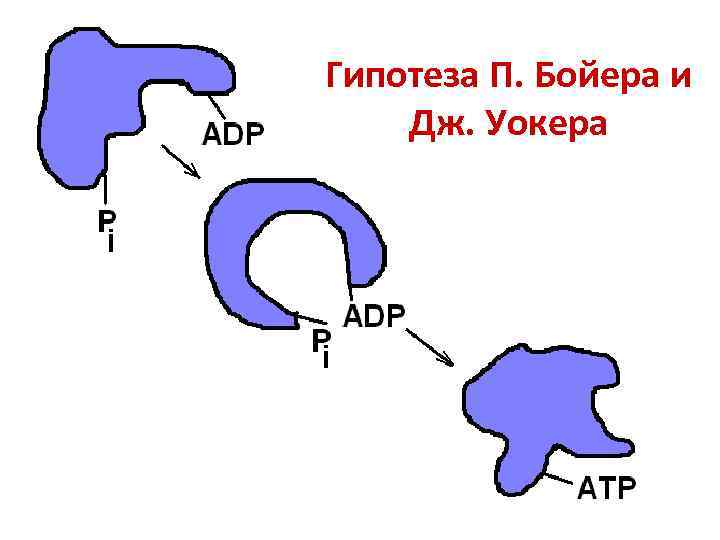 Гипотеза П. Бойера и Дж. Уокера 