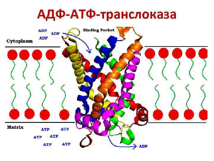 АДФ-АТФ-транслоказа 