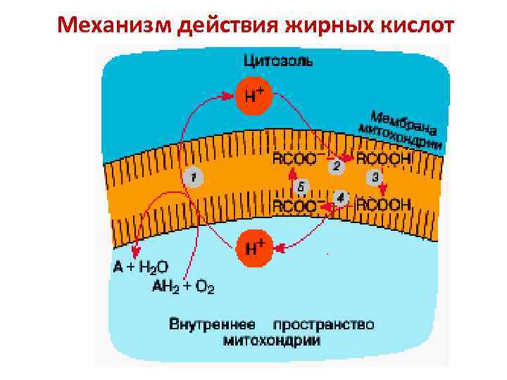 Механизм действия жирных кислот 