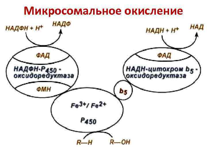 Микросомальное окисление 