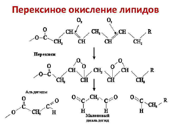 Перексиное окисление липидов 