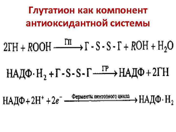 Глутатион как компонент антиоксидантной системы 