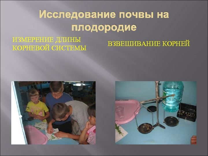 Исследование почвы на плодородие ИЗМЕРЕНИЕ ДЛИНЫ КОРНЕВОЙ СИСТЕМЫ ВЗВЕШИВАНИЕ КОРНЕЙ 
