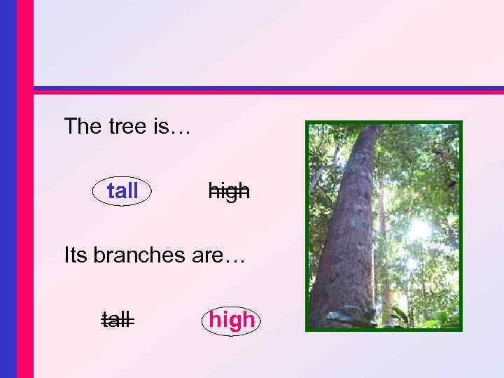 The tree is… tall high Its branches are… tall high 