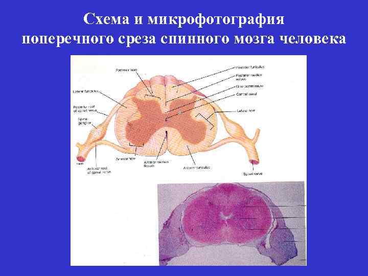 Схема и микрофотография поперечного среза спинного мозга человека 