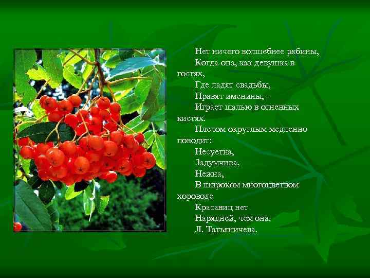 Нет ничего волшебнее рябины, Когда она, как девушка в гостях, Где ладят свадьбы, Правят