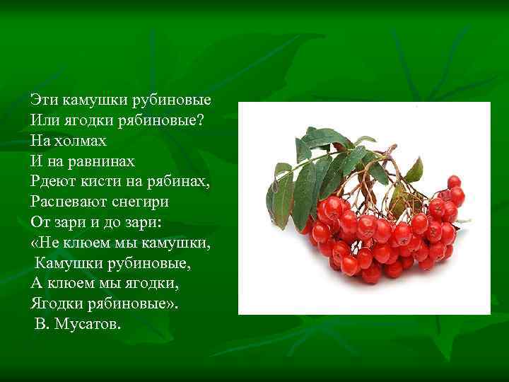 Эти камушки рубиновые Или ягодки рябиновые? На холмах И на равнинах Рдеют кисти на