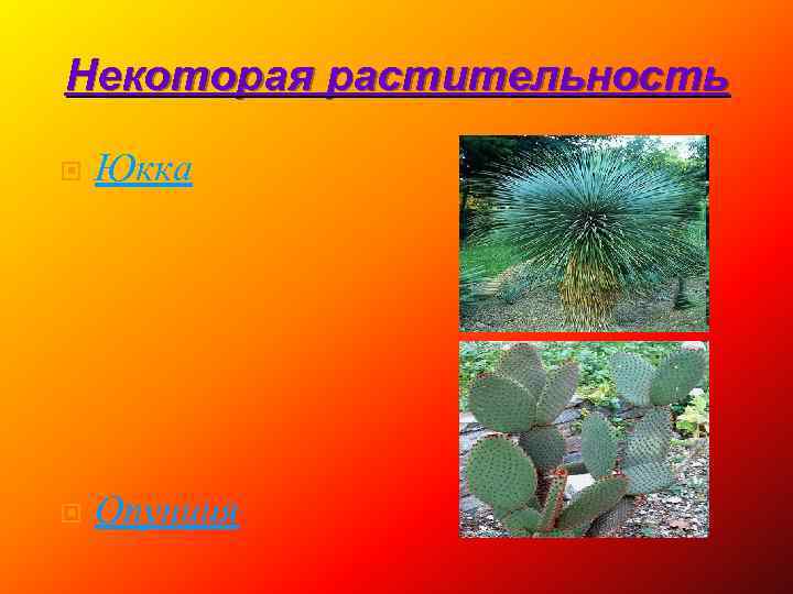 Некоторая растительность Юкка Опунция 