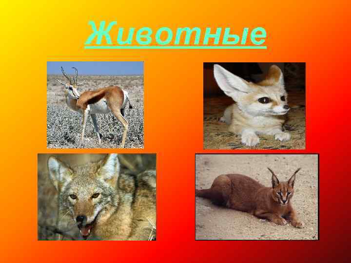 Животные 