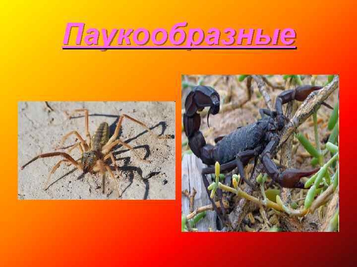 Паукообразные 