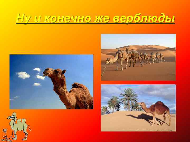 Ну и конечно же верблюды 