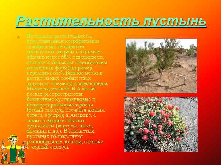 Растительность пустынь Пустынная растительность, представленная ксерофитамии галофитами, не образует сомкнутого покрова и занимает обычно