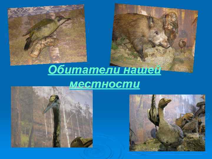 Обитатели нашей местности 