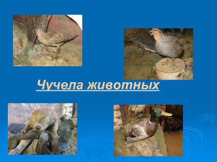 Чучела животных 