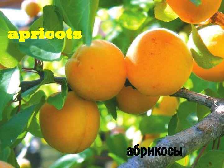 apricots абрикосы 