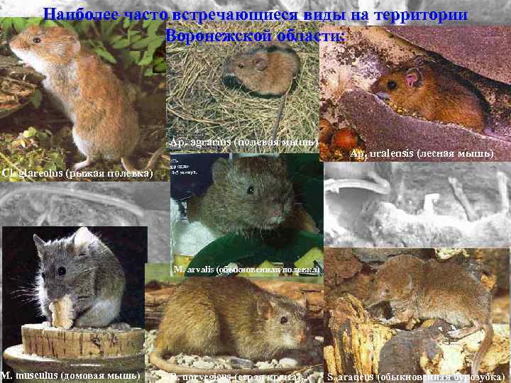 Наиболее часто встречающиеся виды на территории Воронежской области: Ap. agrarius (полевая мышь) Ap. uralensis