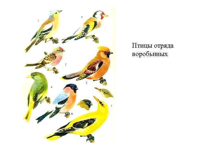 Птицы отряда воробьиных 
