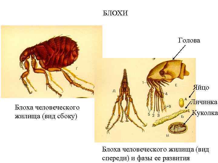 БЛОХИ Голова Яйцо Блоха человеческого жилища (вид сбоку) Личинка Куколка Блоха человеческого жилища (вид