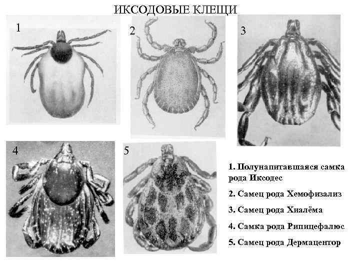 ИКСОДОВЫЕ КЛЕЩИ 1 4 2 3 5 1. Полунапитавшаяся самка рода Иксодес 2. Самец