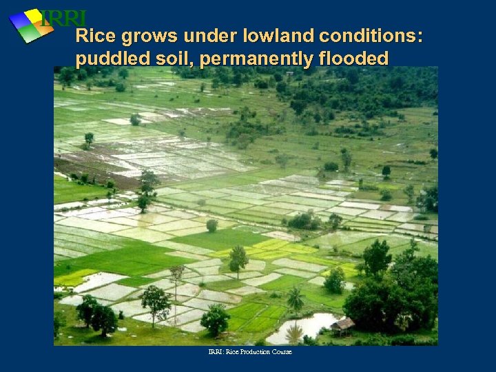 Rice grows under lowland conditions: puddled soil, permanently flooded IRRI: Rice Production Course 