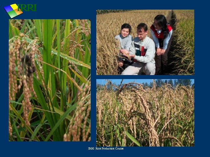 IRRI: Rice Production Course 