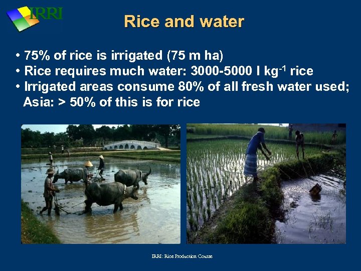 Rice and water • 75% of rice is irrigated (75 m ha) • Rice