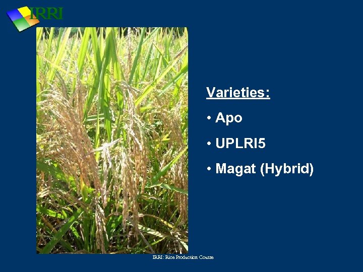 Varieties: • Apo • UPLRI 5 • Magat (Hybrid) IRRI: Rice Production Course 