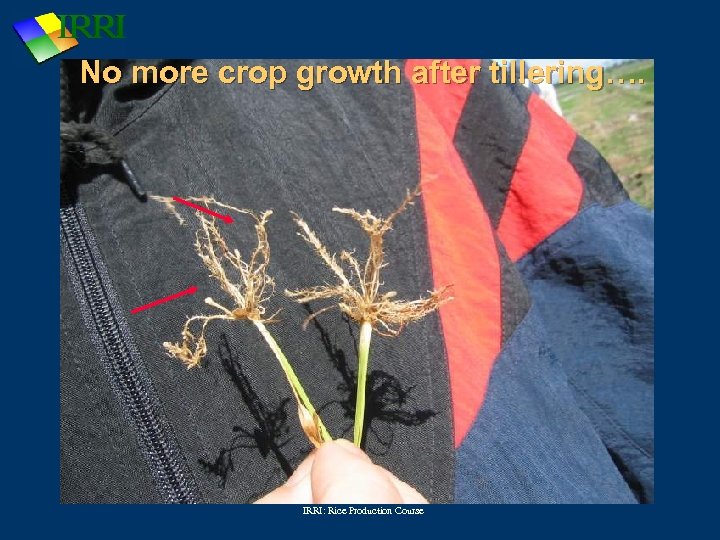 No more crop growth after tillering…. IRRI: Rice Production Course 