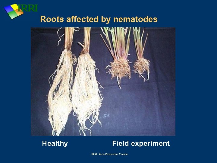 Roots affected by nematodes Healthy Field experiment IRRI: Rice Production Course 