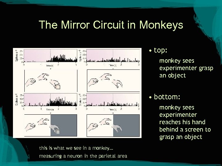 The Mirror Circuit in Monkeys • top: monkey sees experimenter grasp an object •