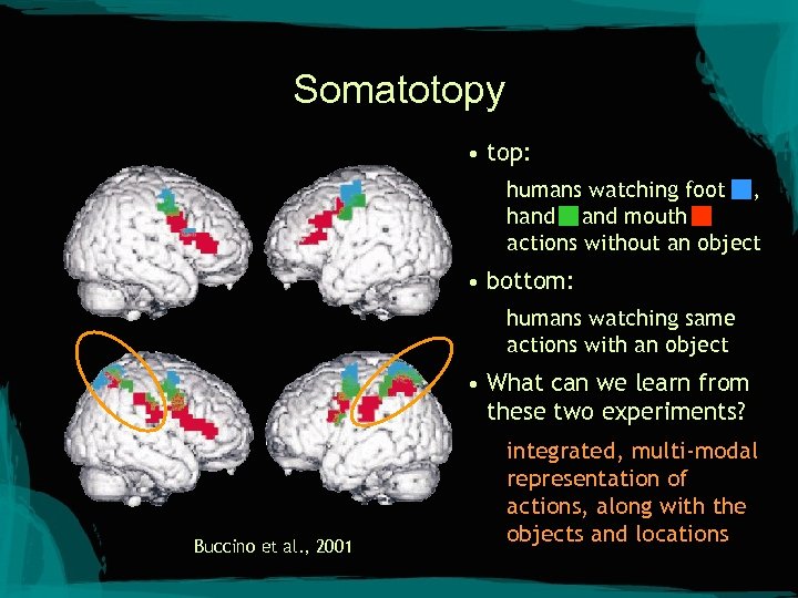 Somatotopy • top: humans watching foot , hand mouth actions without an object •