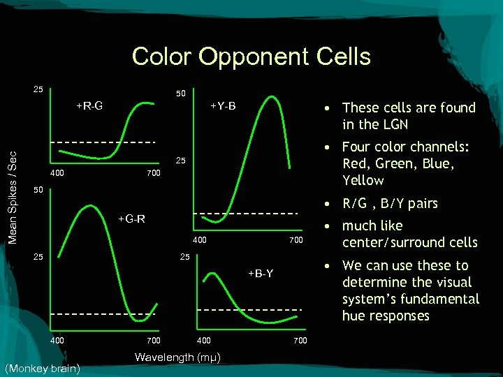 Color Opponent Cells 25 50 Mean Spikes / Sec +R-G • These cells are