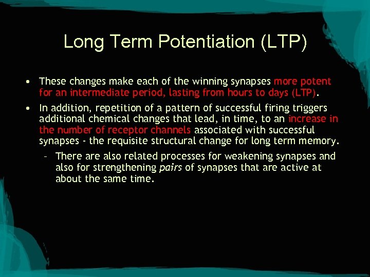 Long Term Potentiation (LTP) • These changes make each of the winning synapses more