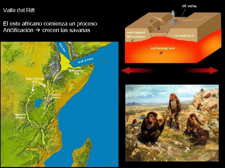 Valle del Rift El este africano comienza un proceso Aridificación crecen las savanas 