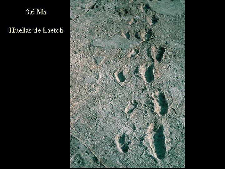 3, 6 Ma Huellas de Laetoli 