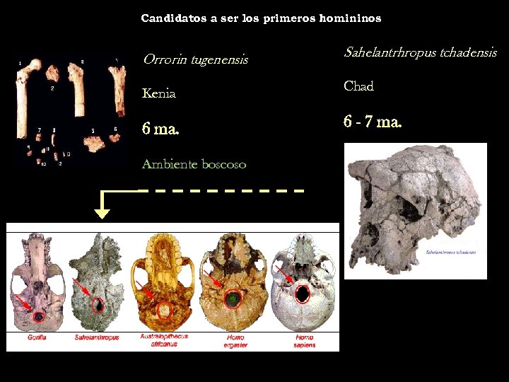 Candidatos a ser los primeros homininos Orrorin tugenensis Sahelantrhropus tchadensis Kenia Chad 6 ma.