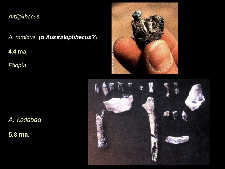 Ardipithecus A. ramidus (o Australopithecus? ) 4. 4 ma. Etiopía A. kadabaa 5. 8