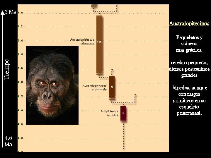 3 Ma Australopitecinos Tiempo Esqueletos y cráneos mas gráciles. cerebro pequeño, dientes postcaninos grandes