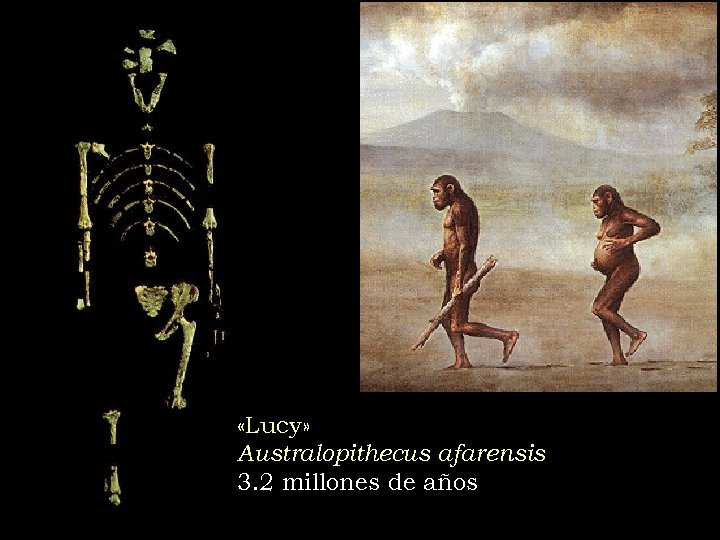  «Lucy» Australopithecus afarensis 3. 2 millones de años 