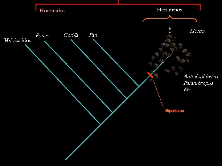 Homininos Homínidos Hylobatidos Pongo Gorilla Pan ! Homo Autralopithecus Paranthropus Etc… Bipedismo 
