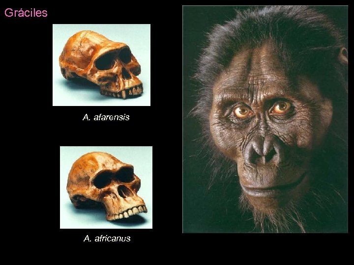 Gráciles A. afarensis A. africanus 
