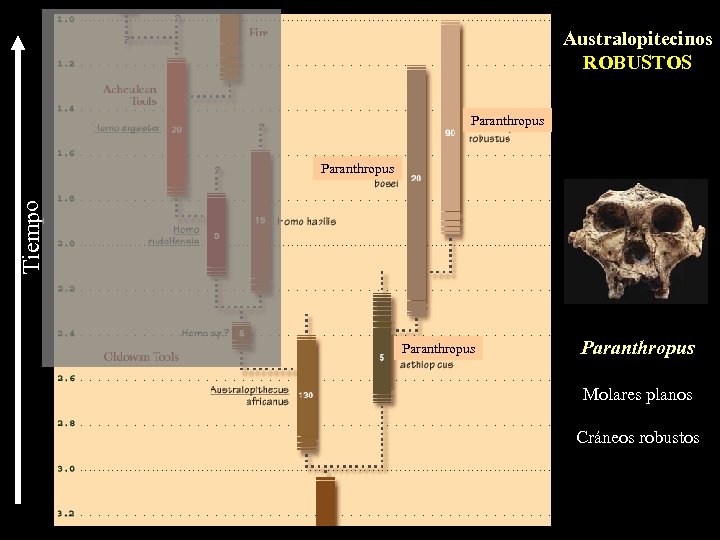 Australopitecinos ROBUSTOS Paranthropus Tiempo Paranthropus Molares planos Cráneos robustos 